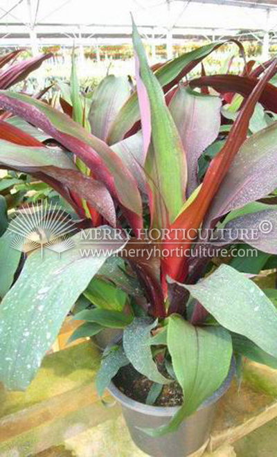 Cordyline hybrid spp